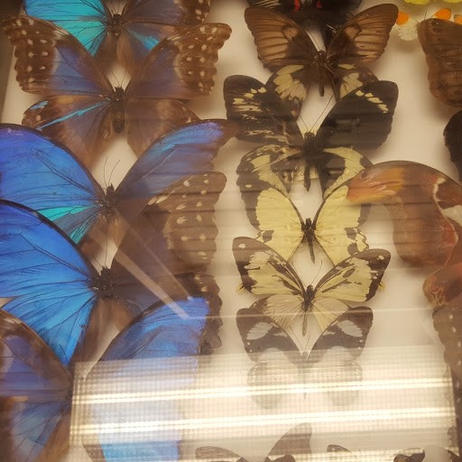 photo of a lab move conducted by BTI of a rare butterfly collection