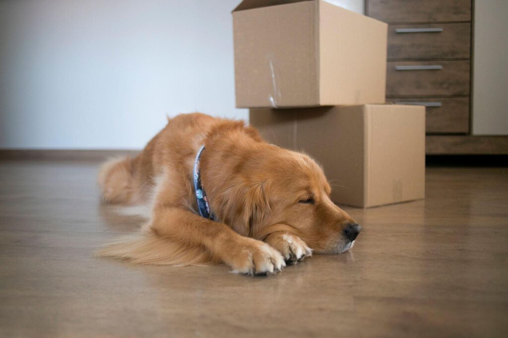 photo of a dog with moving boxes nearby